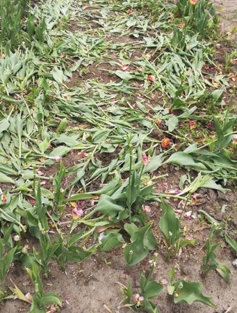 Вандали знищили понад 5 тисяч тюльпанів у Рівному